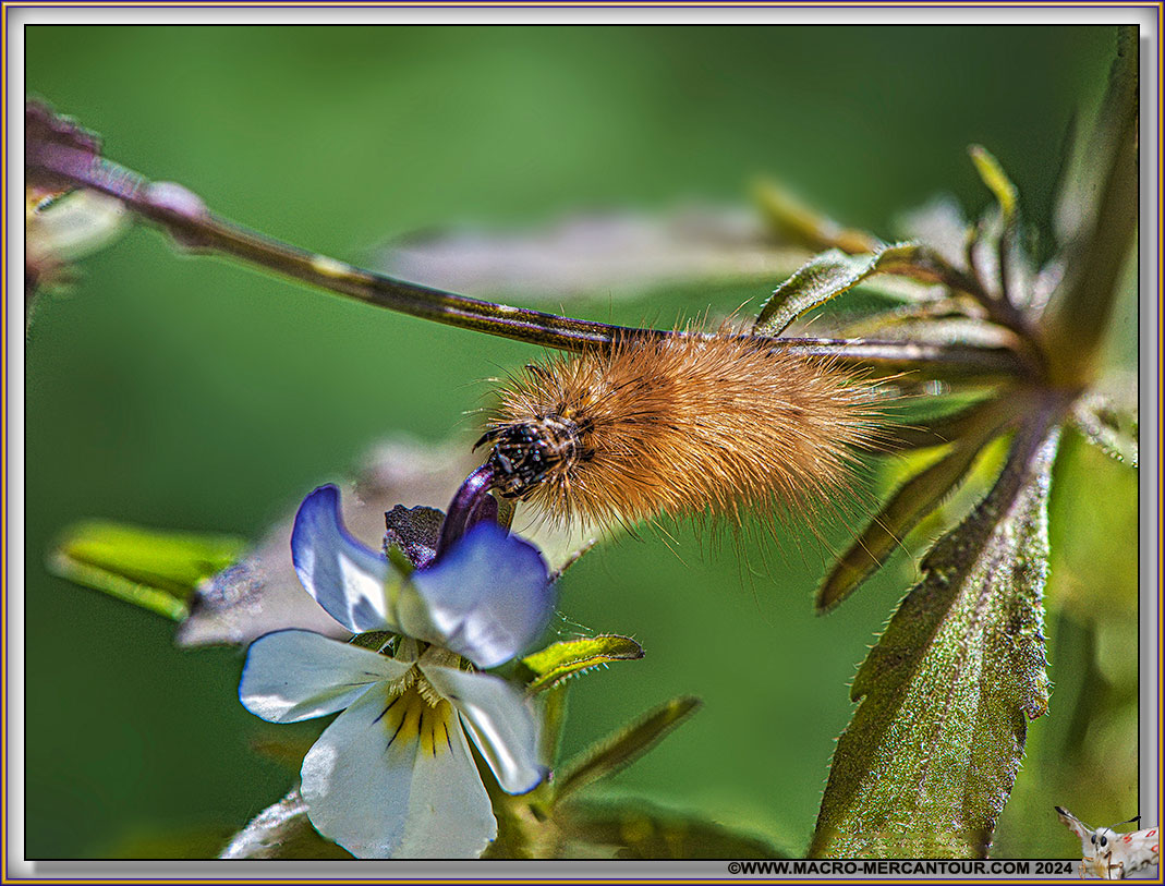 Chenille sur Pensée